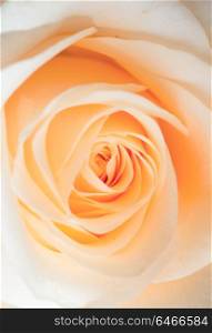 macro shot of beautiful apricot color rose flower. floral background