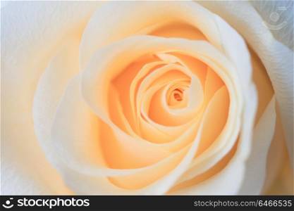 macro shot of beautiful apricotcolor rose flower.