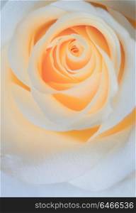 macro shot of beautiful apricotcolor rose flower.