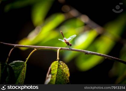 Macro shot of beautiful dragonfly sitting on branch at forest