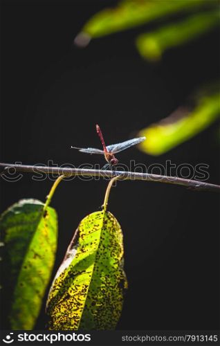 Macro shot of beautiful dragonfly sitting on tree leaf