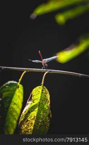 Macro shot of beautiful dragonfly sitting on tree leaf