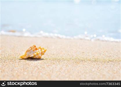 Macro shot of beautiful shell at sand beach at sea. Can be used as summer vacation background