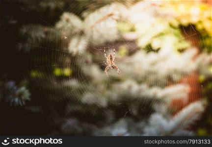 Macro shot of big spider sitting on big web at forest