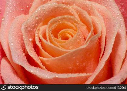 Macro shot of blooming pink roses with water drops on their petals