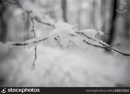 Macro shot of branch with snow