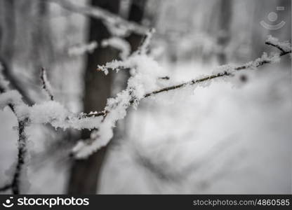 Macro shot of branch with snow