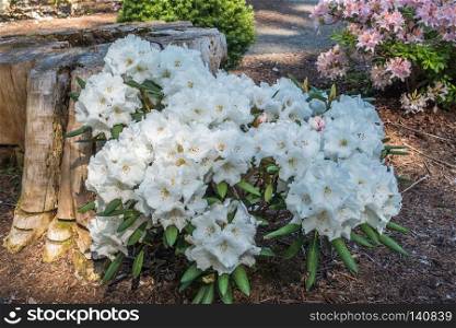 Macro shot of brilliant white  Rhododendron flowers.