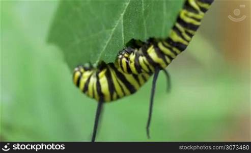Macro shot of Caterpillar insects eating leaves non stop