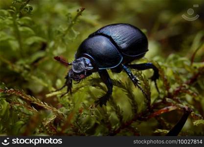 Macro shot of forest dung beetle  Anoplotrupes stercorosus  on moss