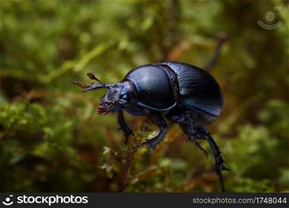 Macro shot of forest dung beetle  Anoplotrupes stercorosus  on moss