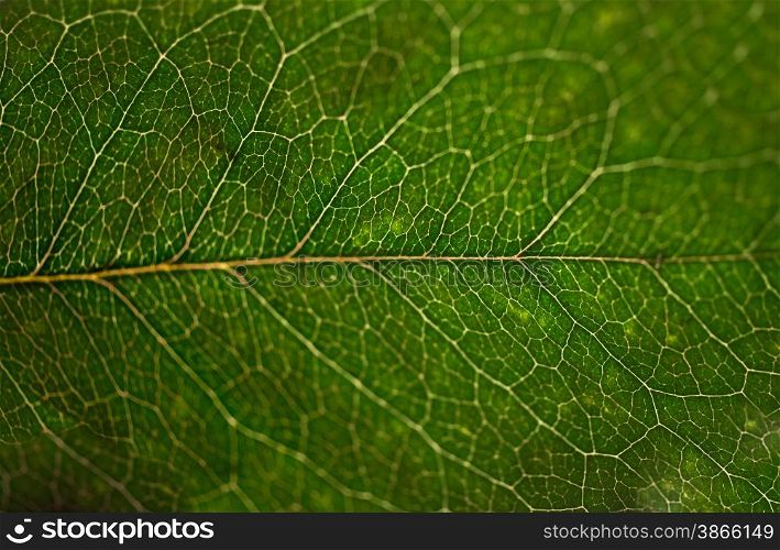 Macro shot of fresh green leaf texture with low depth of focus