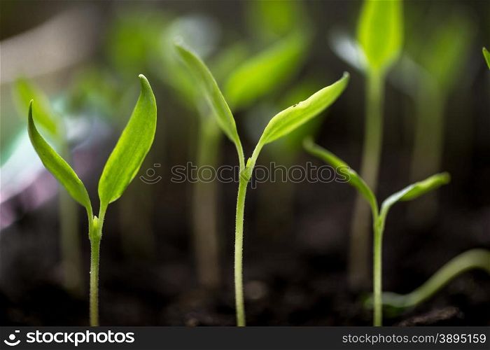 Macro shot of fresh green sprouts growing on soil