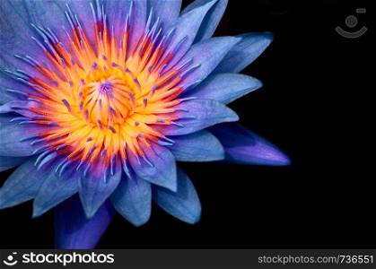 Macro shot of full bloom blue star water lily. Deep blue lotus flower petal with yellow pistil and stamen detail extremely close up isolated on black background