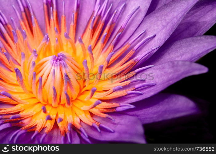 Macro shot of full bloom purple star water lily. Violet lotus flower petal, pistil and stamen detail emtremely close up isolated on black background