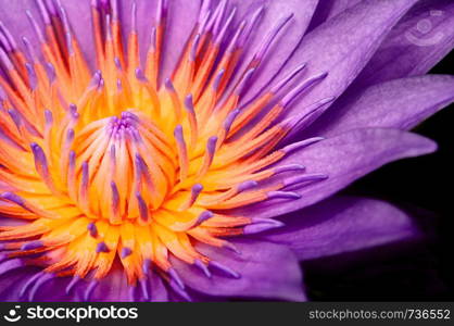 Macro shot of full bloom purple star water lily. Violet lotus flower petal, pistil and stamen detail emtremely close up isolated on black background