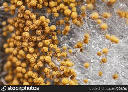 macro shot of fuzzy mold in agar-agar