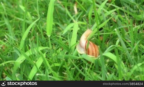 Macro shot of garden snail. Timelapse.