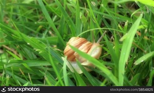 Macro shot of garden snail. Timelapse.