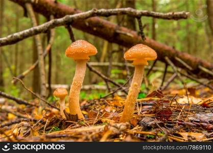macro shot of honey agaric in autumn forest