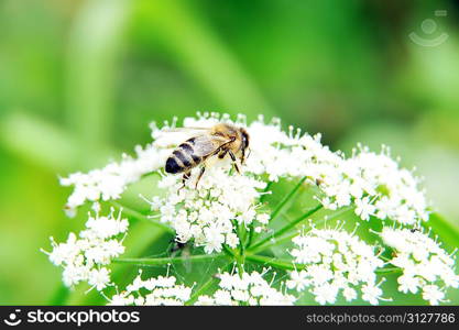 Macro shot of Honey Bee gathering pollen from white flower.