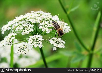 Macro shot of Honey Bee gathering pollen from white flower.