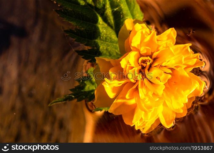 Macro shot of Kerria japonica Pleniflora flower isolated on water. Yellow Japanese rose close up .