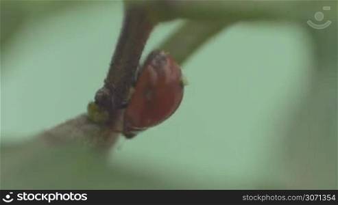 Macro shot of ladybird beetle walking on a plant stem
