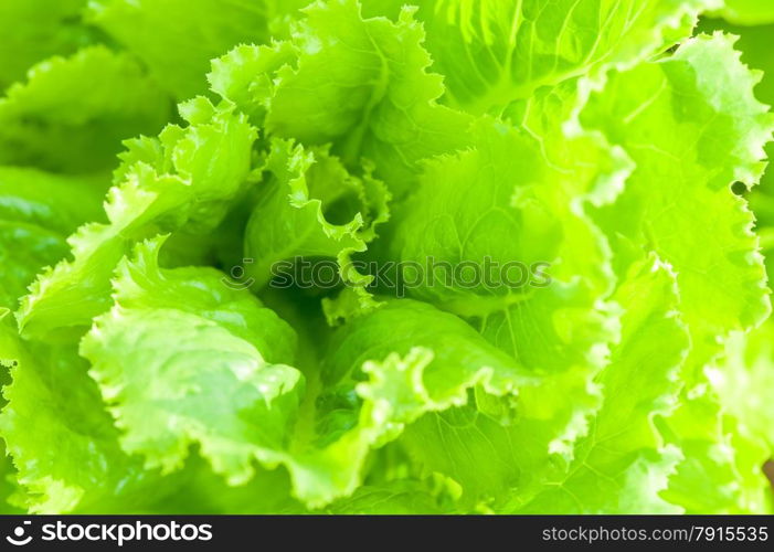 Macro shot of leaves of green lettuce