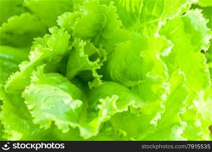 Macro shot of leaves of green lettuce