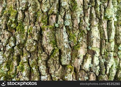 Macro shot of oak tree bark texture can be used for natural background