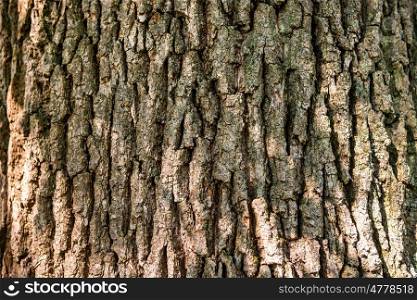 Macro shot of oak tree bark texture can be used for natural background