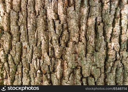 Macro shot of oak tree bark texture can be used for natural background. Oak bark texture