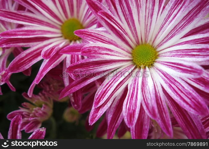 Macro shot of purple daisy flower blossom. Purple daisy flower blossom