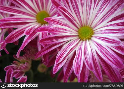 Macro shot of purple daisy flower blossom. Purple daisy flower blossom