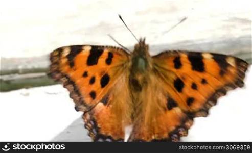 Macro shot of red and brown spotted butterfly on the old wooden windowsill