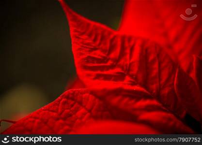 Macro shot of red leave texture over dark background