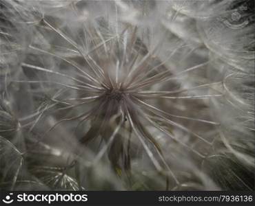 Macro shot of thye interior of a dandelion seed head