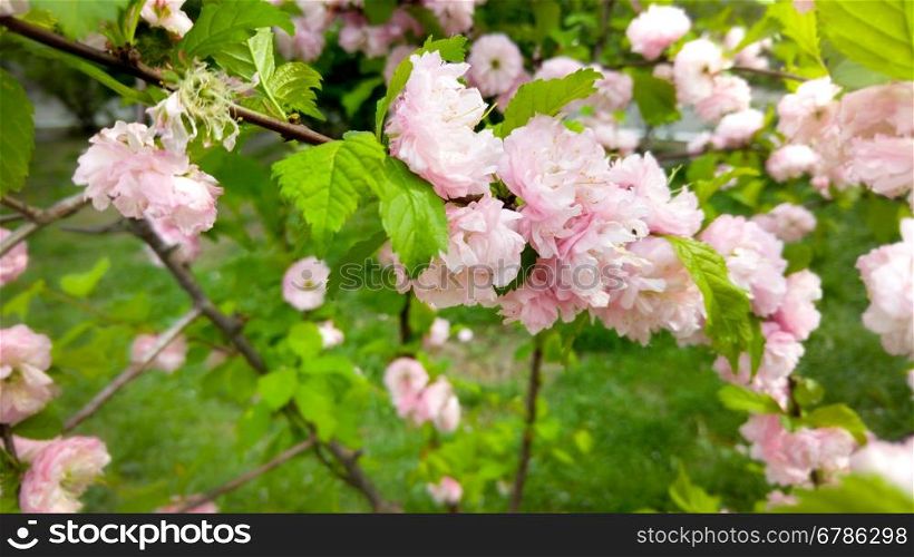 Macro shot of trees blossoming with pink flowers