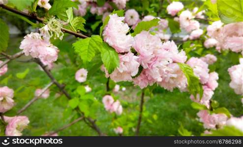 Macro shot of trees blossoming with pink flowers