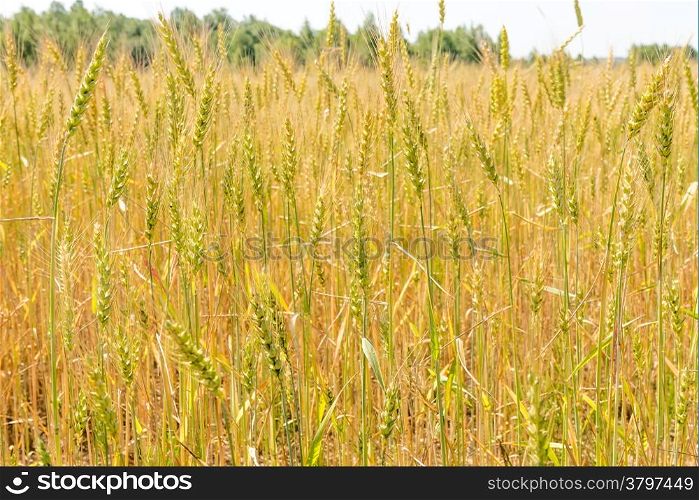 macro shot of wheat ears in the field