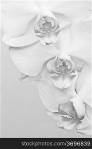 Macro shot of white orchid flower. Black &amp; White image, gray background