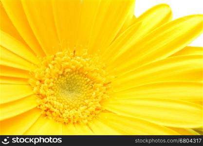 Macro shot of yellow Gerbera bloom with a white background.