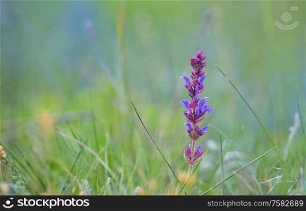 Macro Single Purple Flower on Field