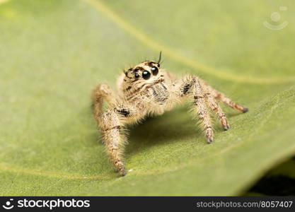 Macro small spider. A small spider on a leaf.