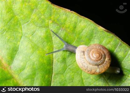 Macro snail on green leaf