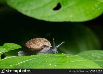Macro snail on leaf