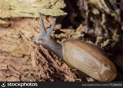 Macro snail on the plant