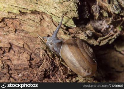 Macro snail on the plant