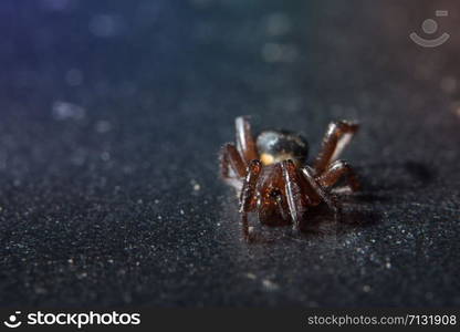 Macro Spider Bokeo Background